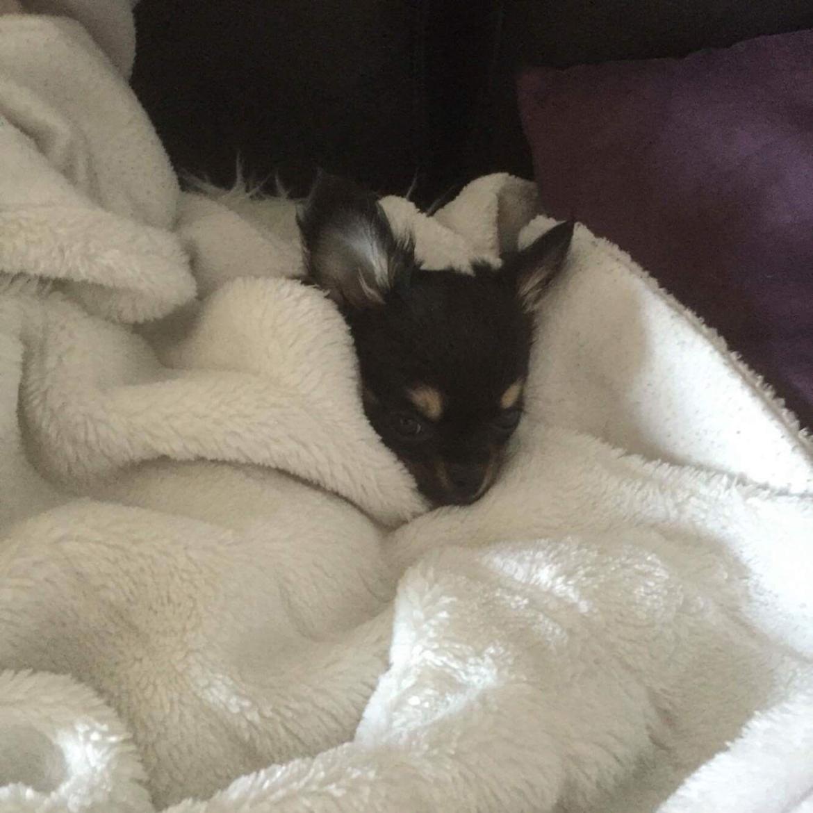 Chihuahua New Star Nova Be My Dream "Nova" billede 11