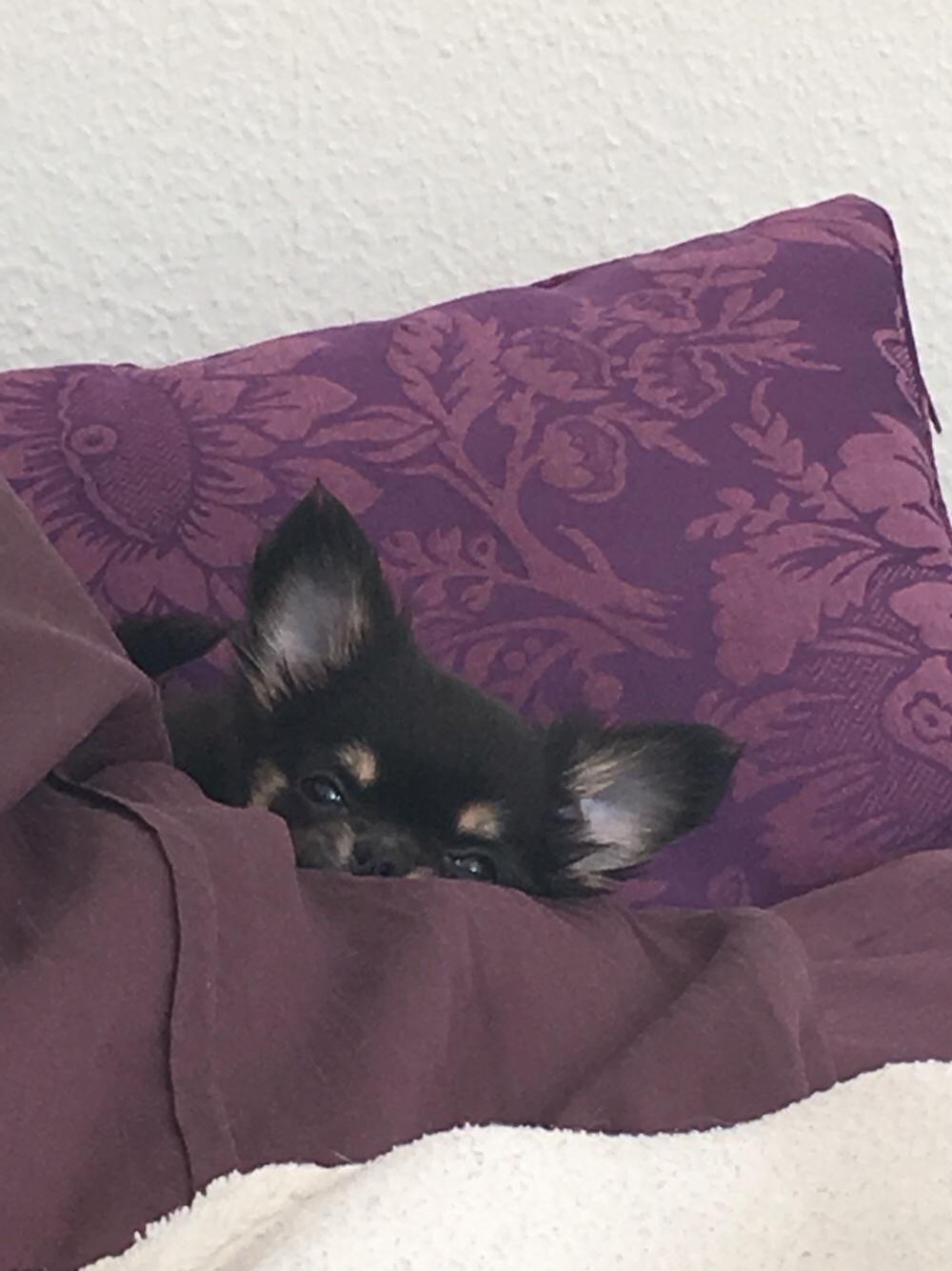 Chihuahua New Star Nova Be My Dream "Nova" billede 12