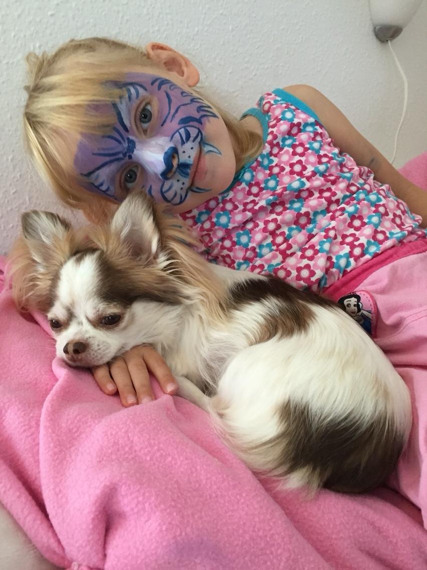 Chihuahua Coco billede 5