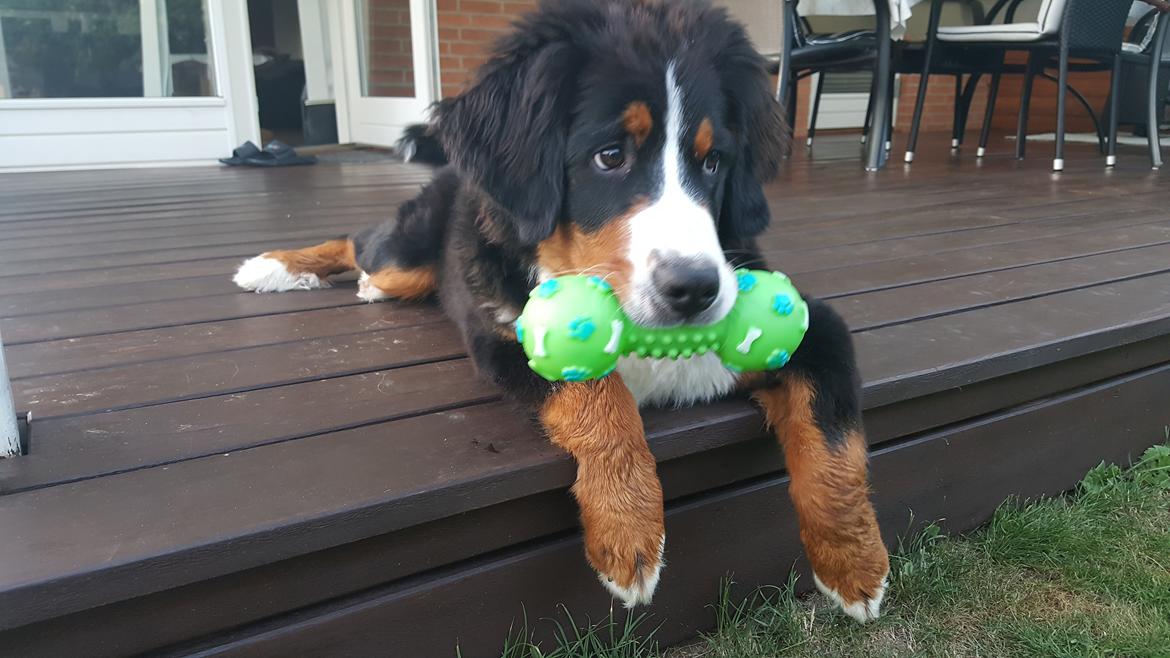 Berner sennenhund Hugo billede 12