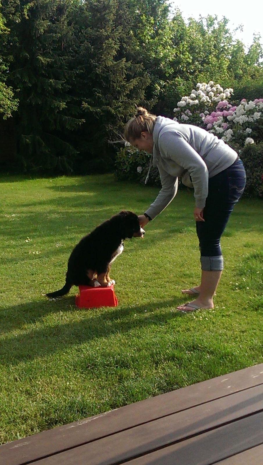 Berner sennenhund Hugo billede 16