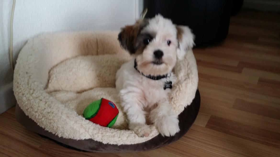 Shih tzu Anton billede 1