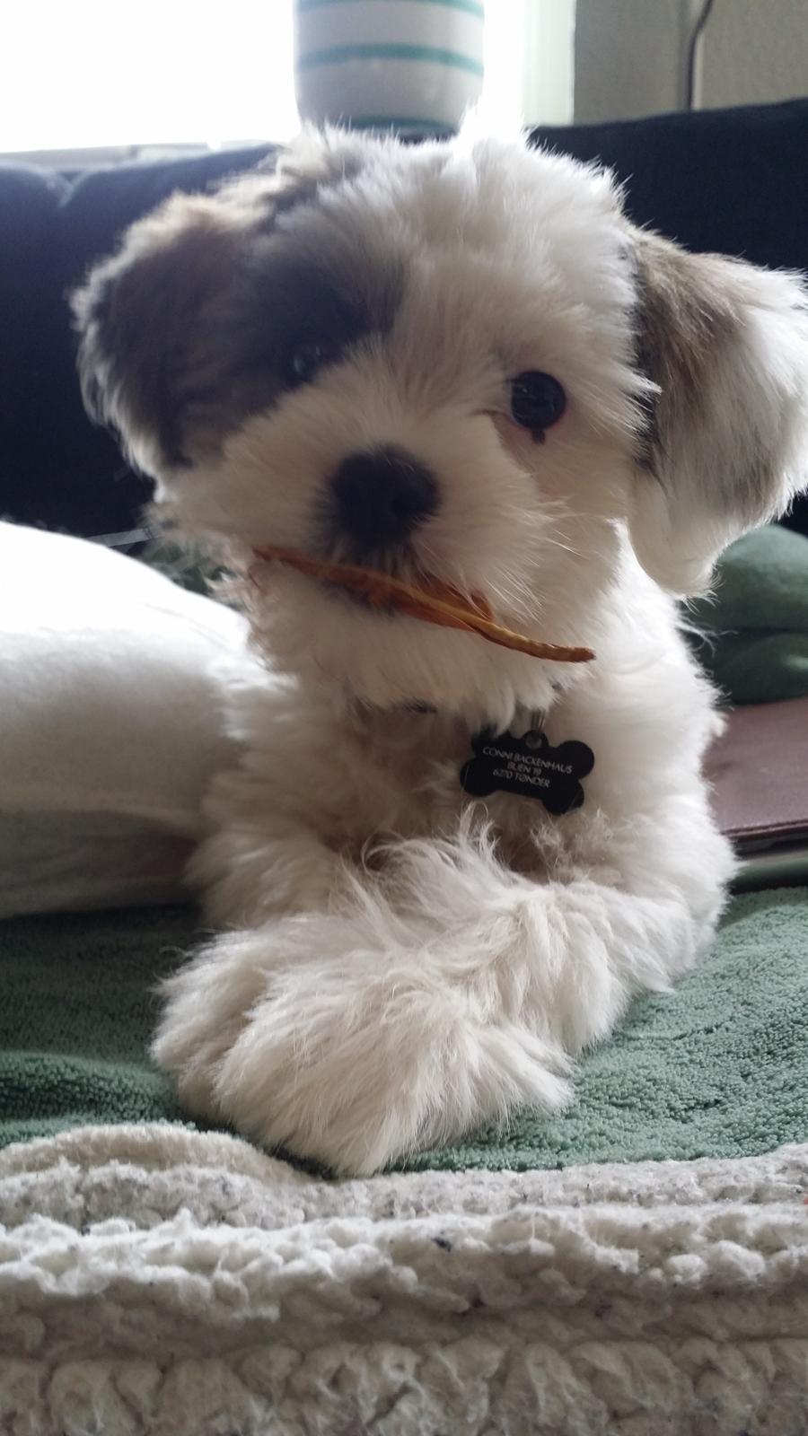 Shih tzu Anton billede 2