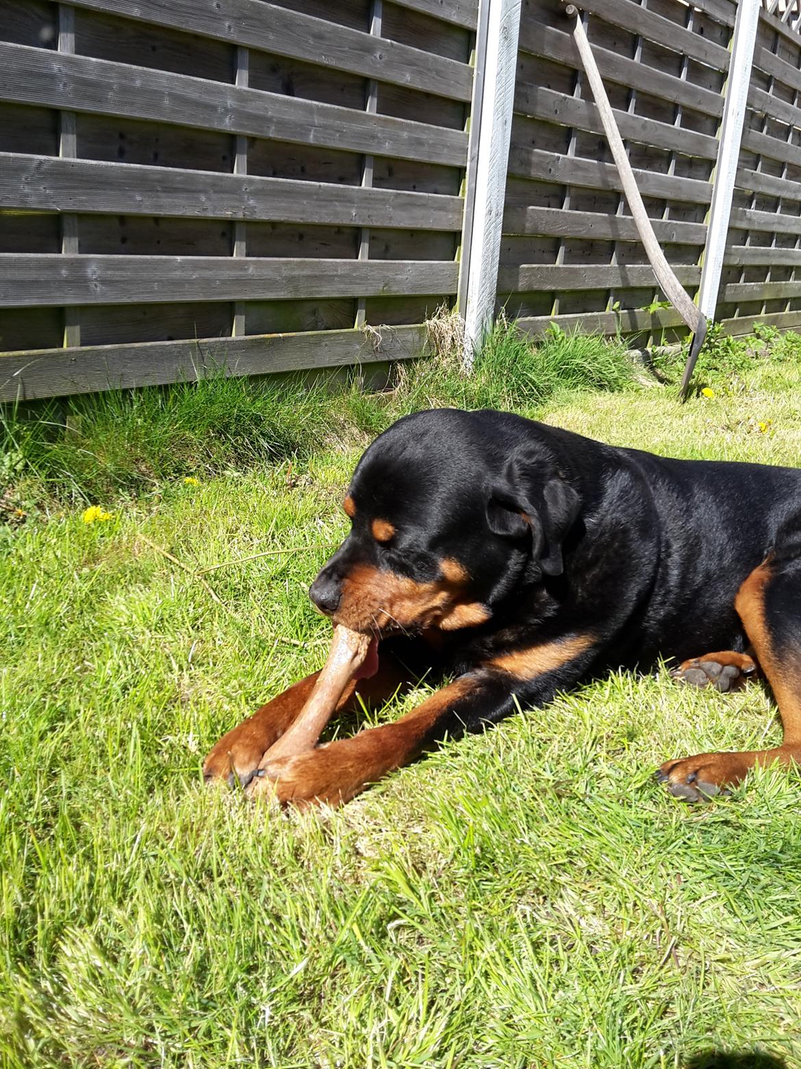 Rottweiler Baloo billede 1