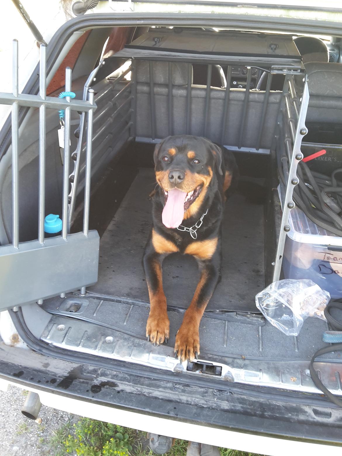 Rottweiler Baloo billede 7