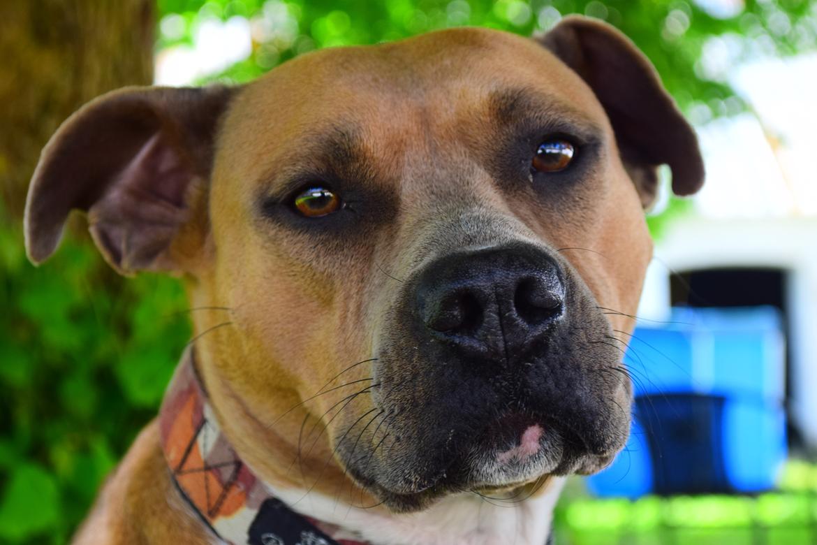 Blanding af racer Pixie billede 12