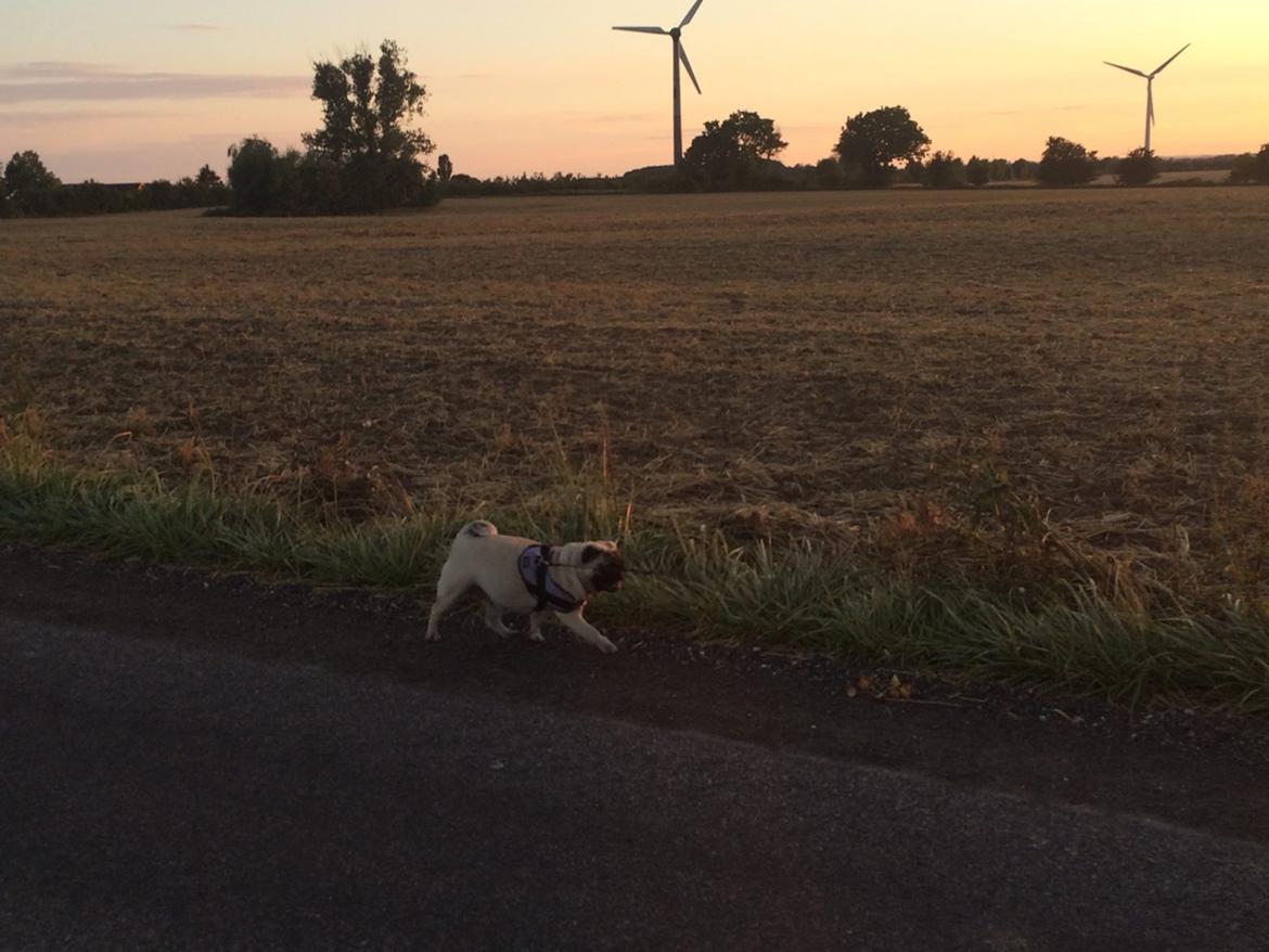 Mops Martha  billede 12