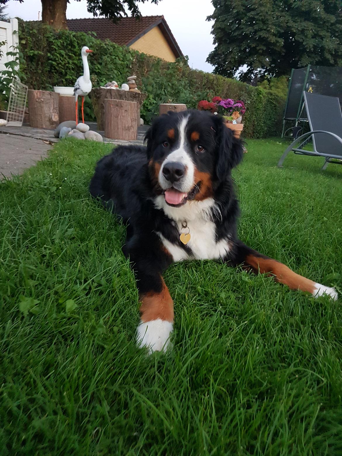 Berner sennenhund Ludvig - I haven billede 9