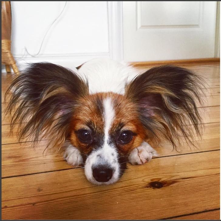 Papillon Nellie billede 38