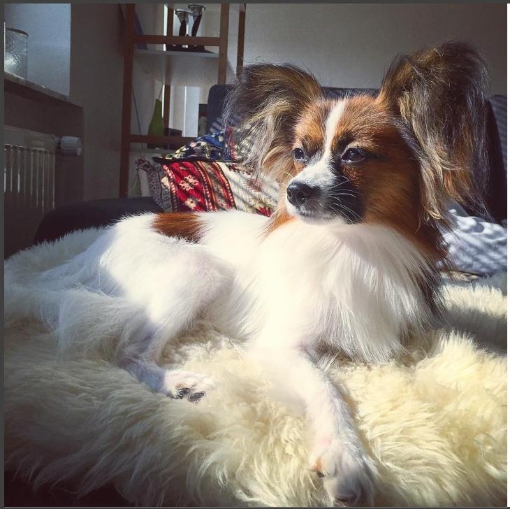 Papillon Nellie billede 39