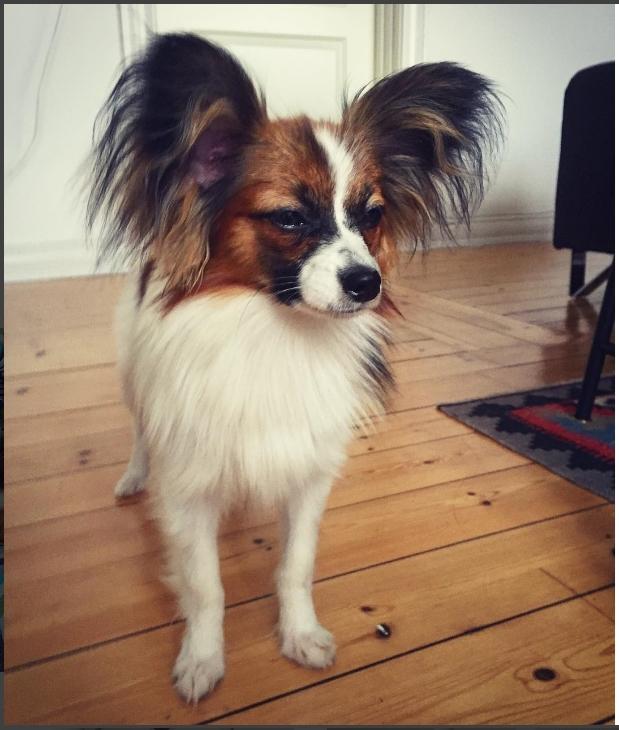 Papillon Nellie billede 37