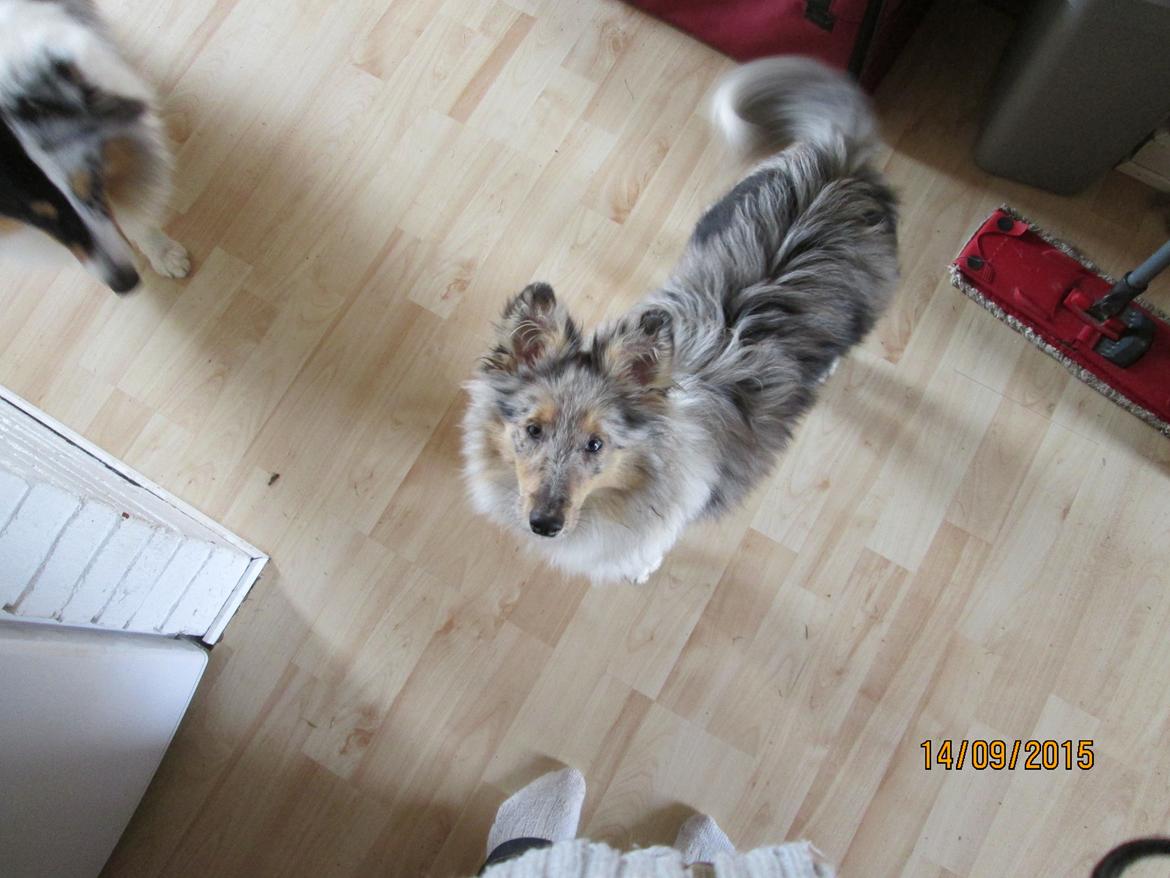 Shetland sheepdog Poulsgaards Heisa Kite - Ditte billede 9