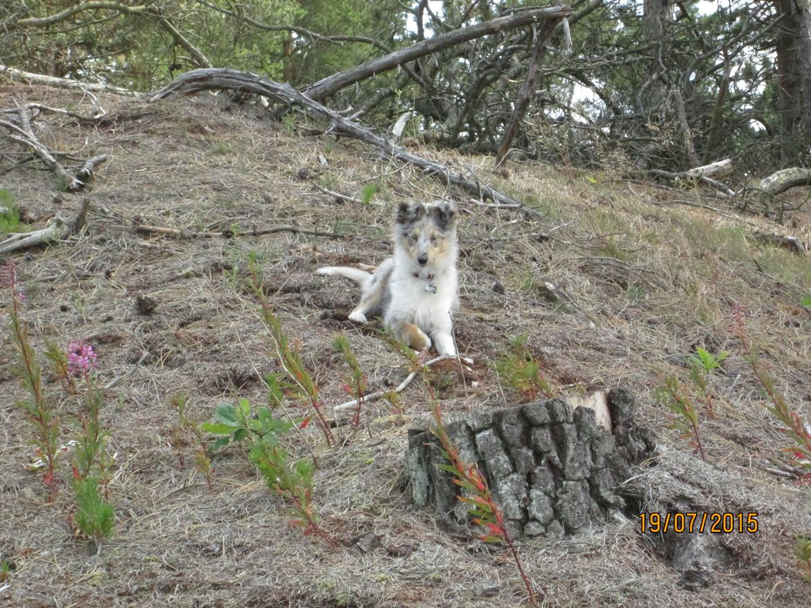 Shetland sheepdog Poulsgaards Heisa Kite - Ditte billede 8