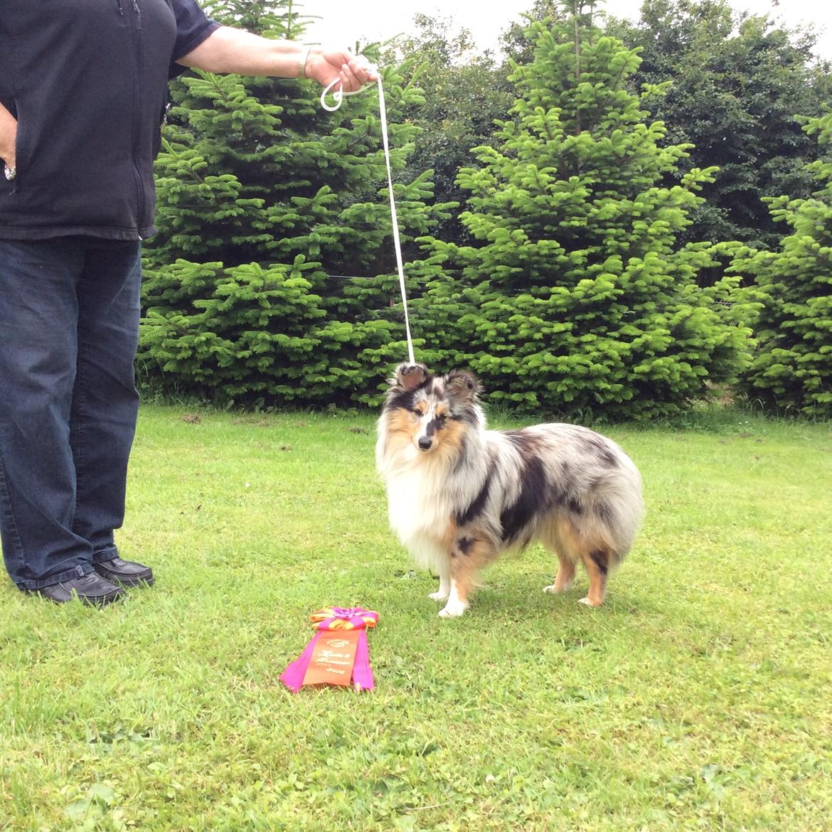 Shetland sheepdog Poulsgaards Maxi Millian - Maxi billede 5