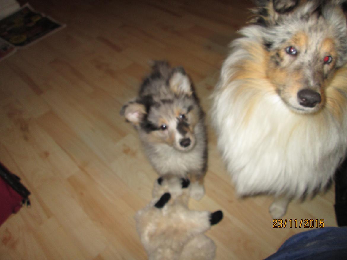 Shetland sheepdog Poulsgaards Maxi Millian - Maxi billede 2