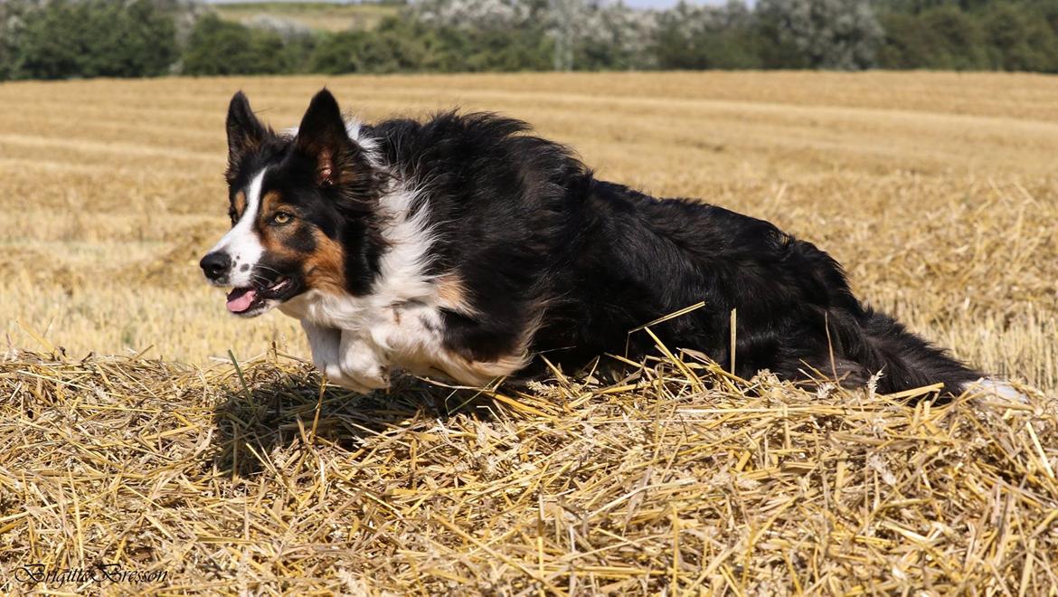 Border collie Jett R.I.P billede 1