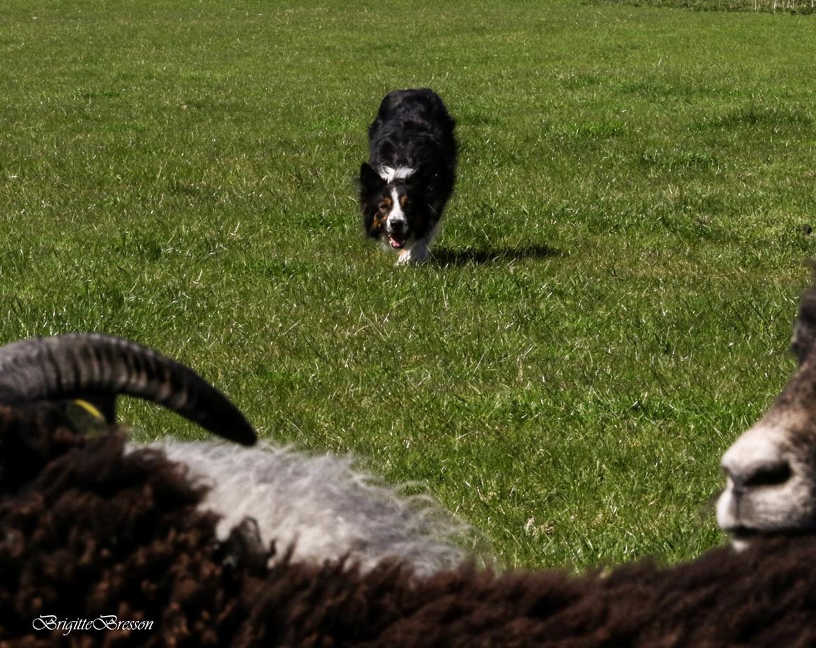 Border collie Jett R.I.P billede 2
