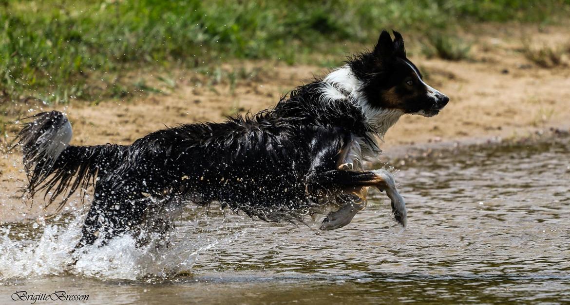 Border collie Jett R.I.P billede 3