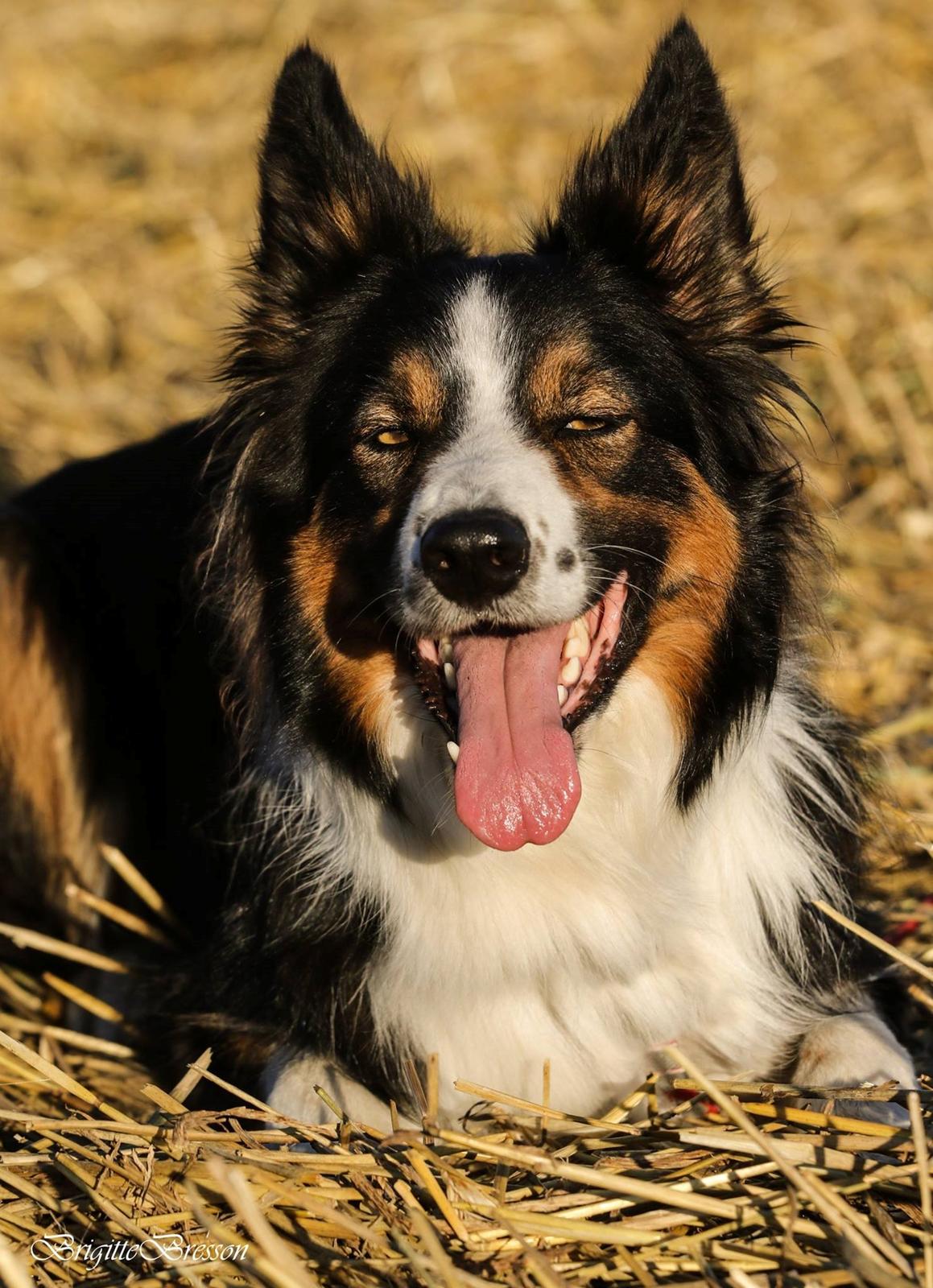 Border collie Jett R.I.P billede 8
