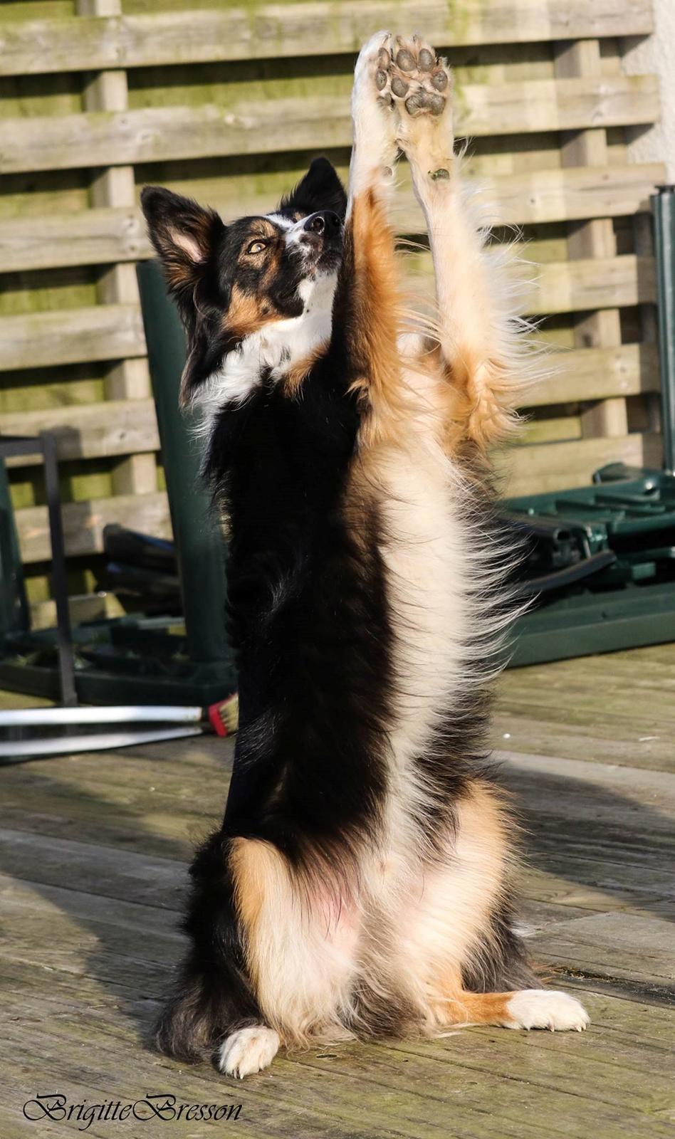 Border collie Jett R.I.P billede 7