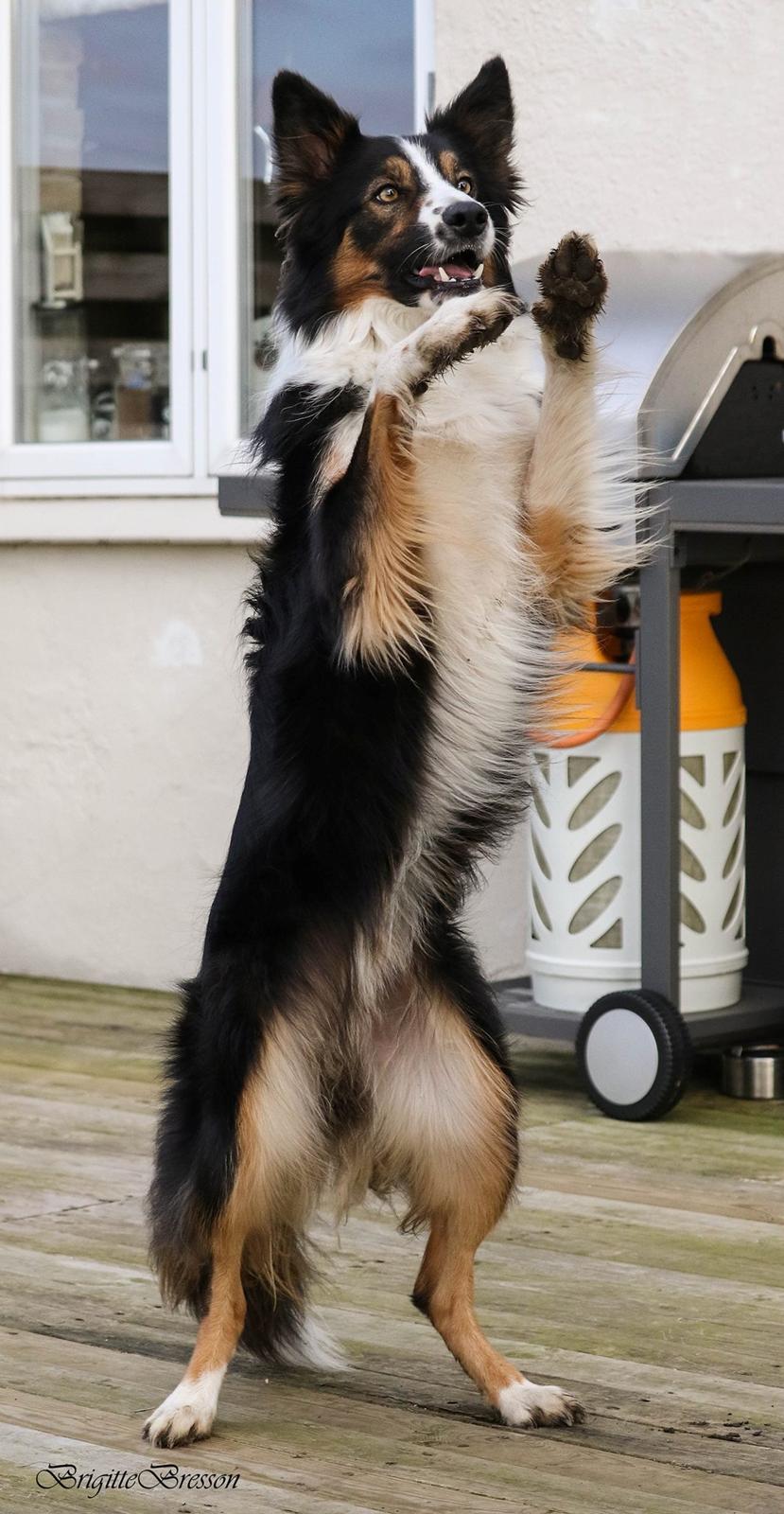 Border collie Jett R.I.P billede 6