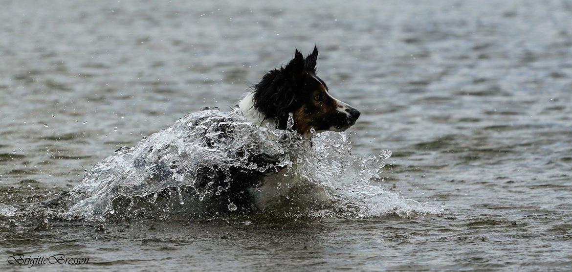 Border collie Jett R.I.P billede 15