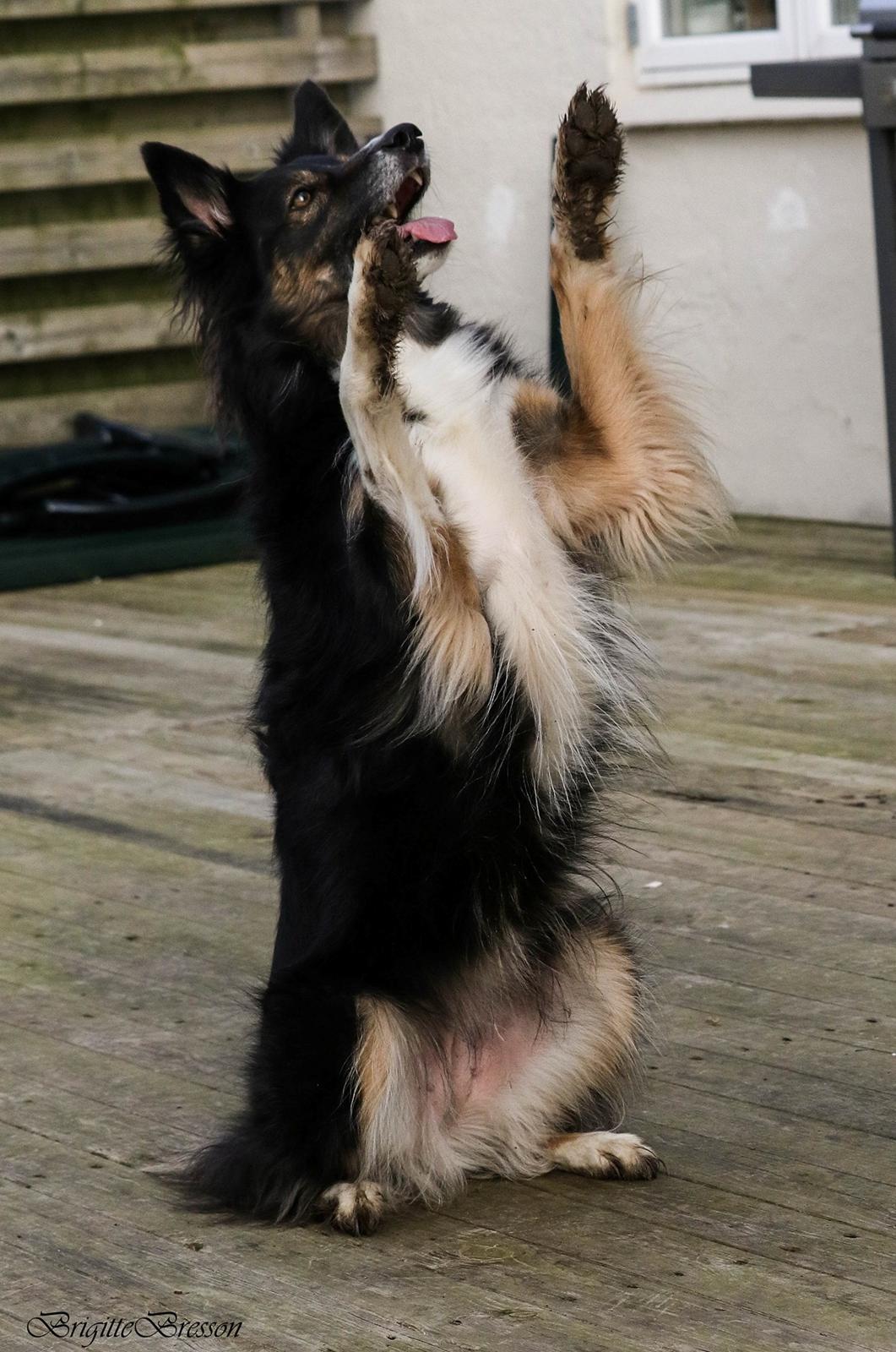 Border collie Sheila R.I.P billede 2