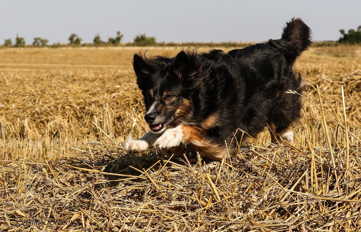 Border collie Sheila R.I.P billede 4