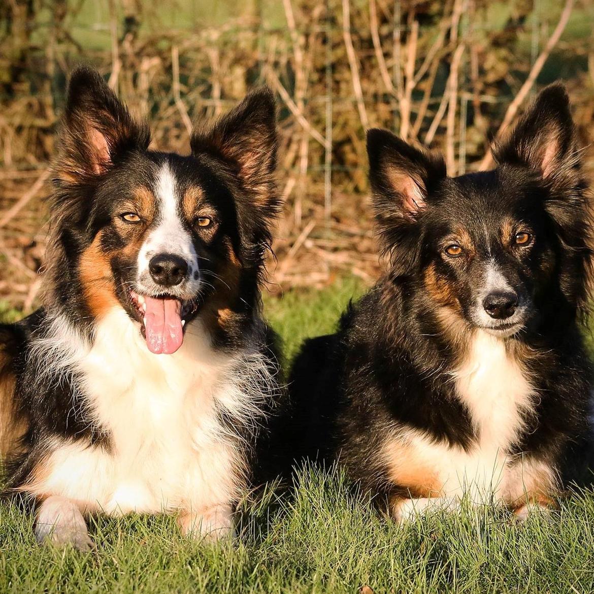 Border collie Sheila R.I.P billede 6