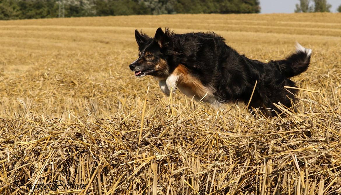 Border collie Sheila R.I.P billede 3