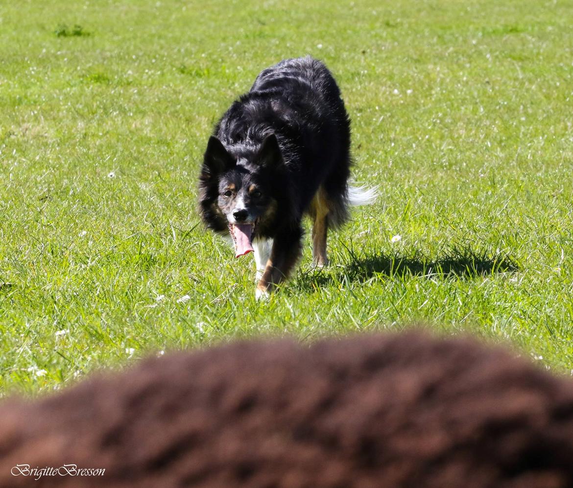 Border collie Sheila R.I.P billede 8