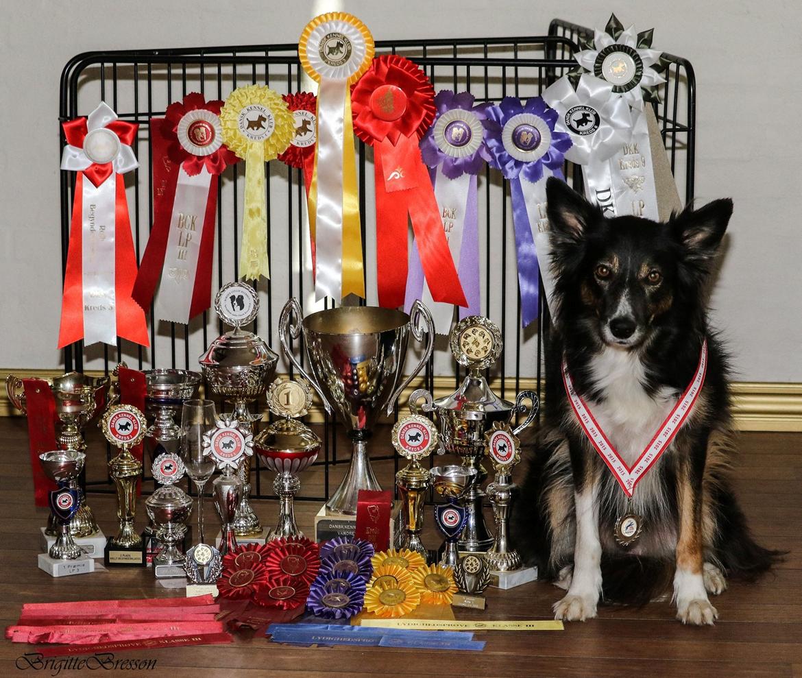 Border collie Sheila R.I.P billede 1