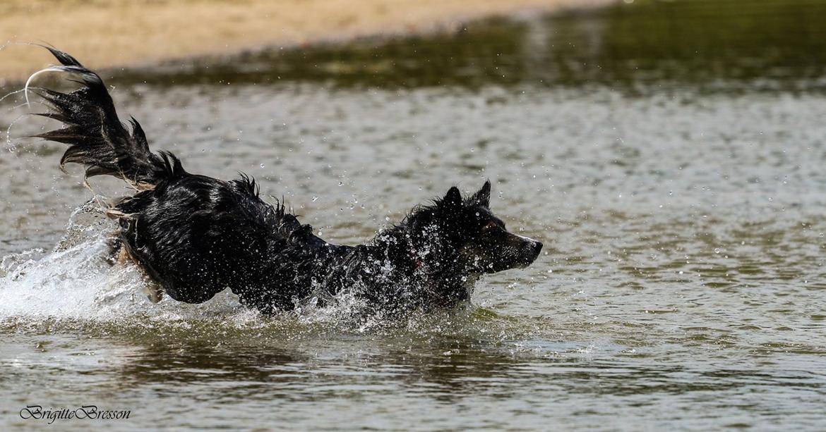 Border collie Sheila R.I.P billede 9
