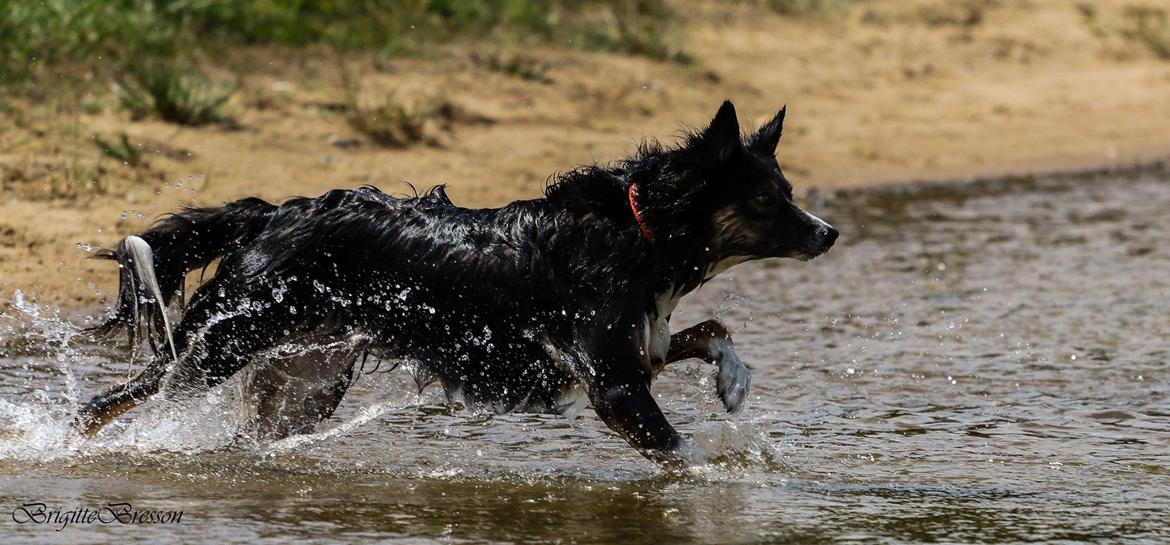 Border collie Sheila R.I.P billede 10
