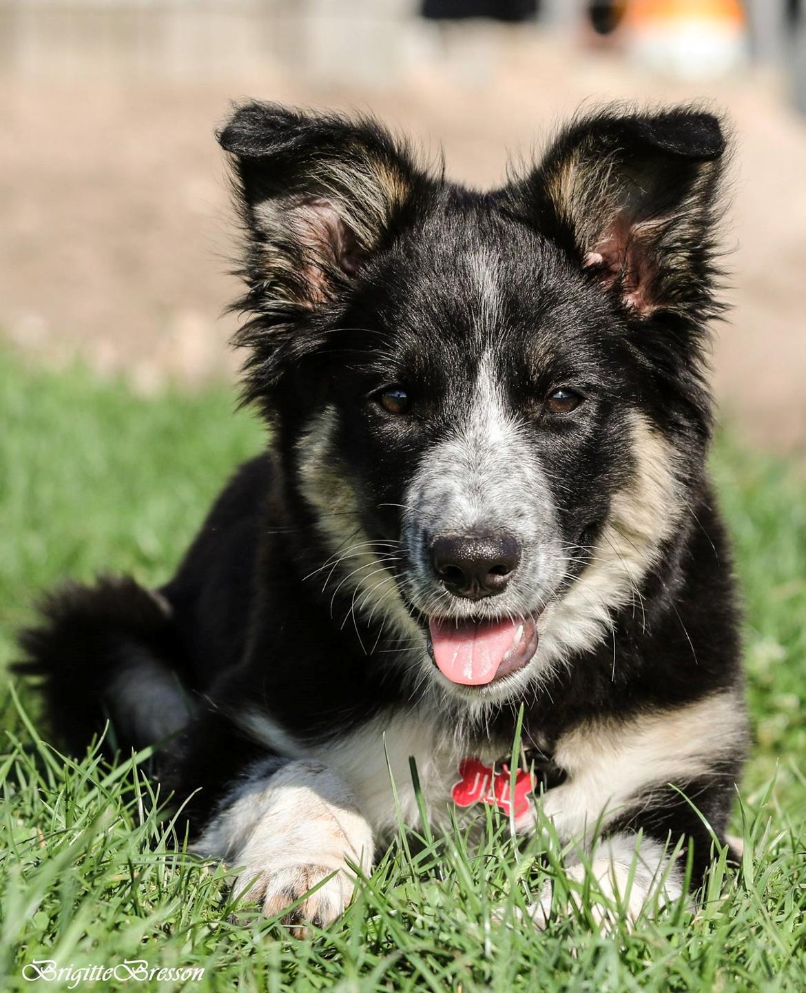 Border collie Skjernå Bordercollie Jill billede 10