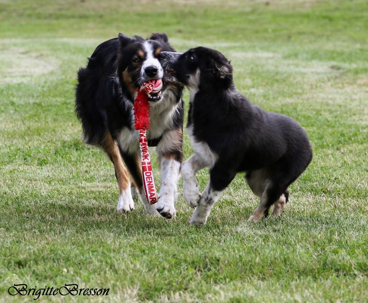 Border collie Skjernå Bordercollie Jill billede 11