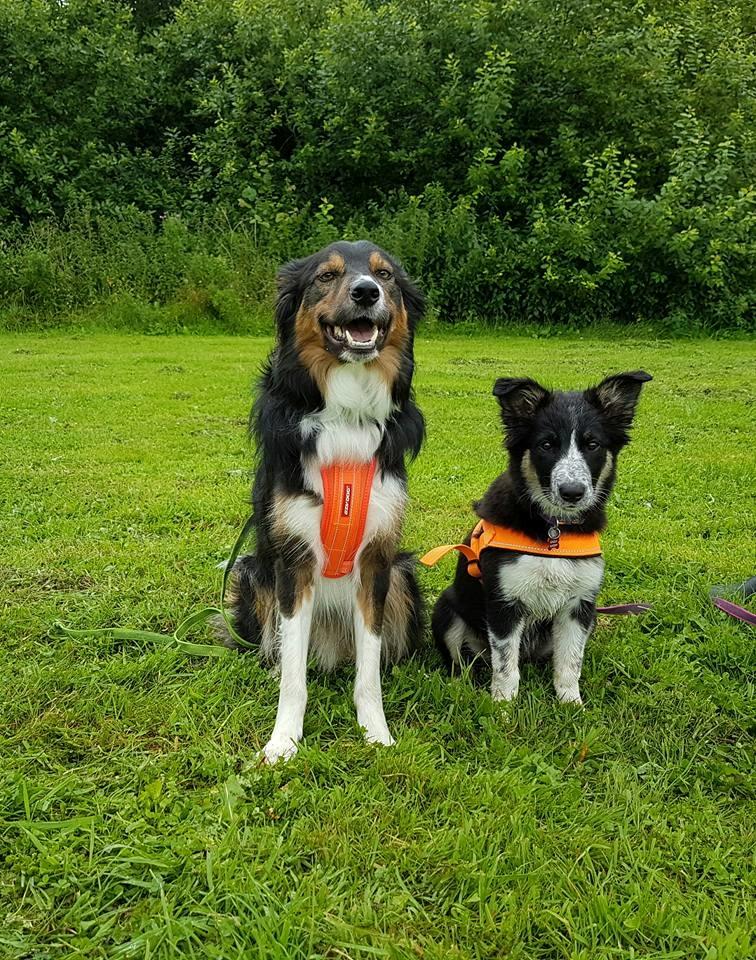 Border collie Skjernå Bordercollie Jill billede 12