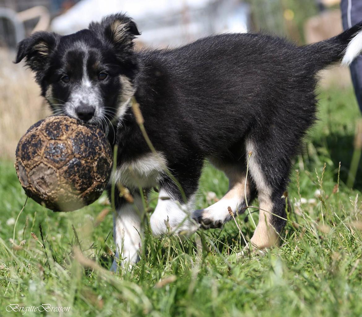 Border collie Skjernå Bordercollie Jill billede 14