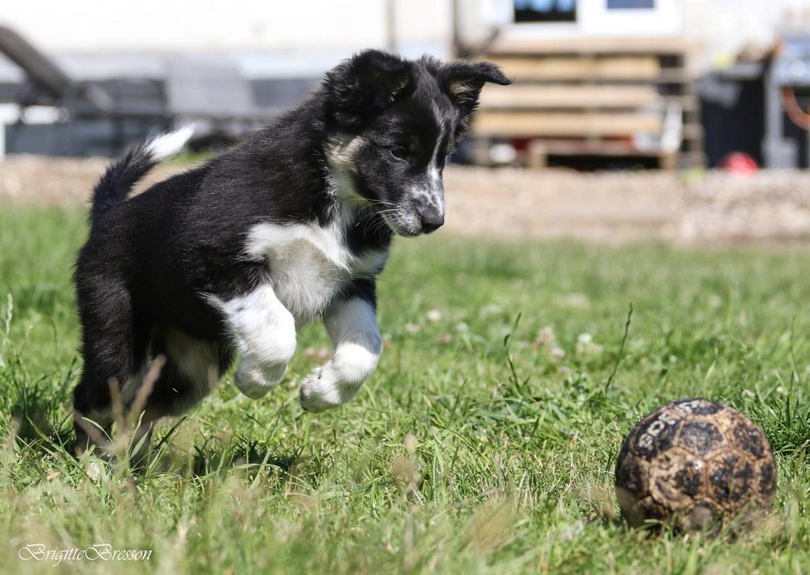 Border collie Skjernå Bordercollie Jill billede 15