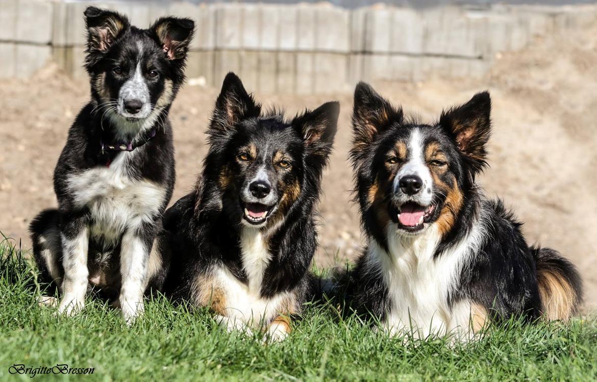 Border collie Skjernå Bordercollie Jill billede 16