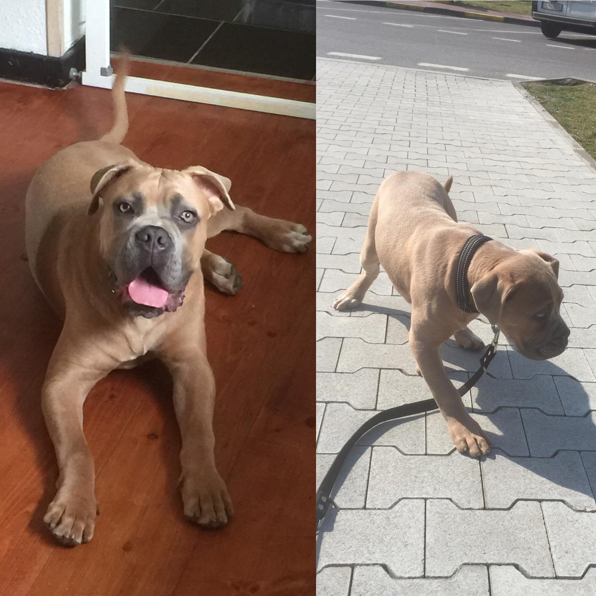 Cane corso Vigo billede 1