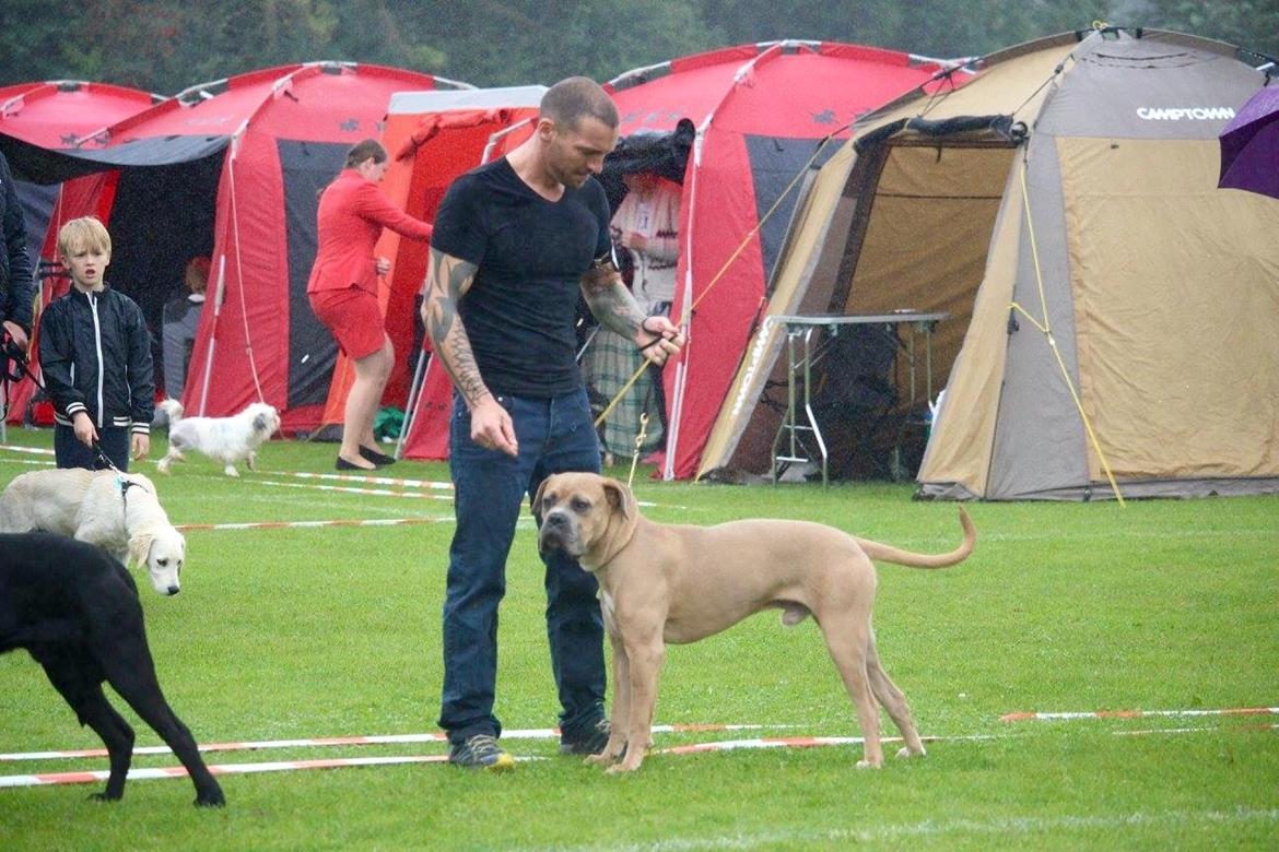 Cane corso Vigo billede 5