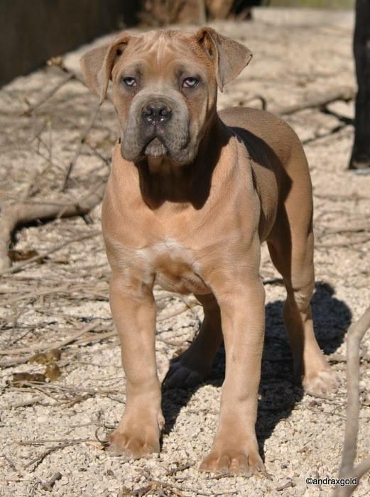 Cane corso Vigo billede 7