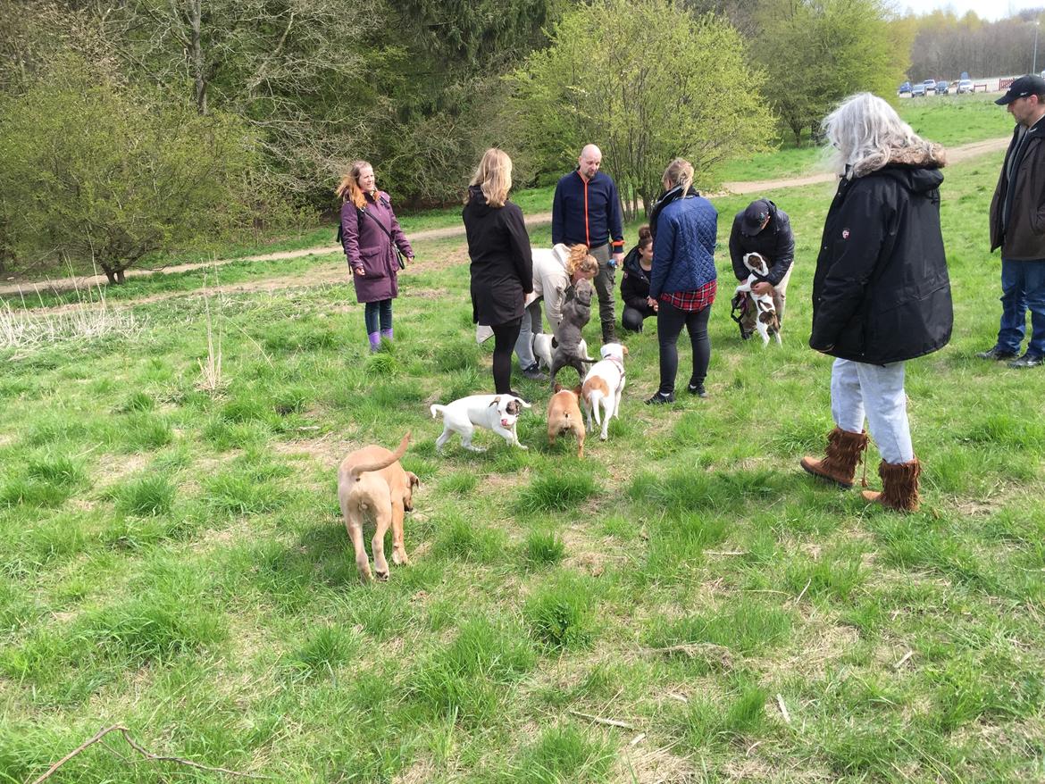 Cane corso Vigo billede 10