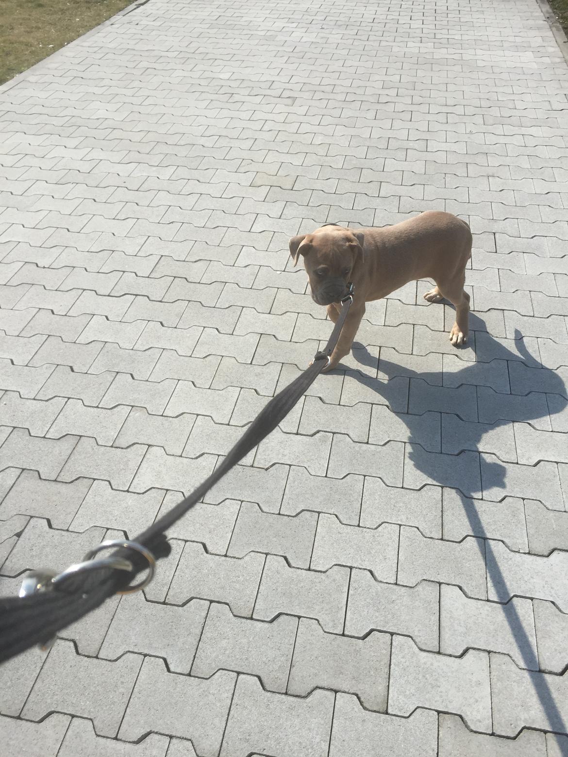 Cane corso Vigo billede 8