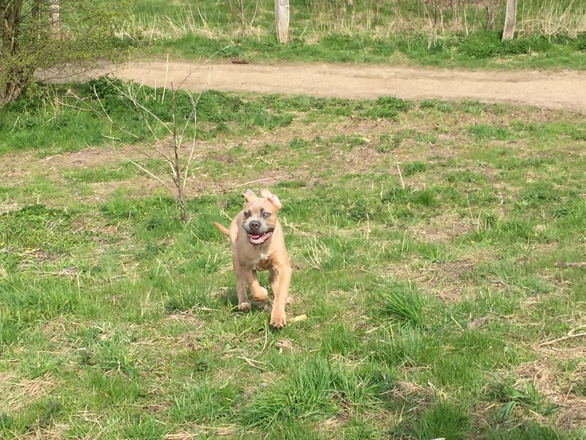 Cane corso Vigo billede 11