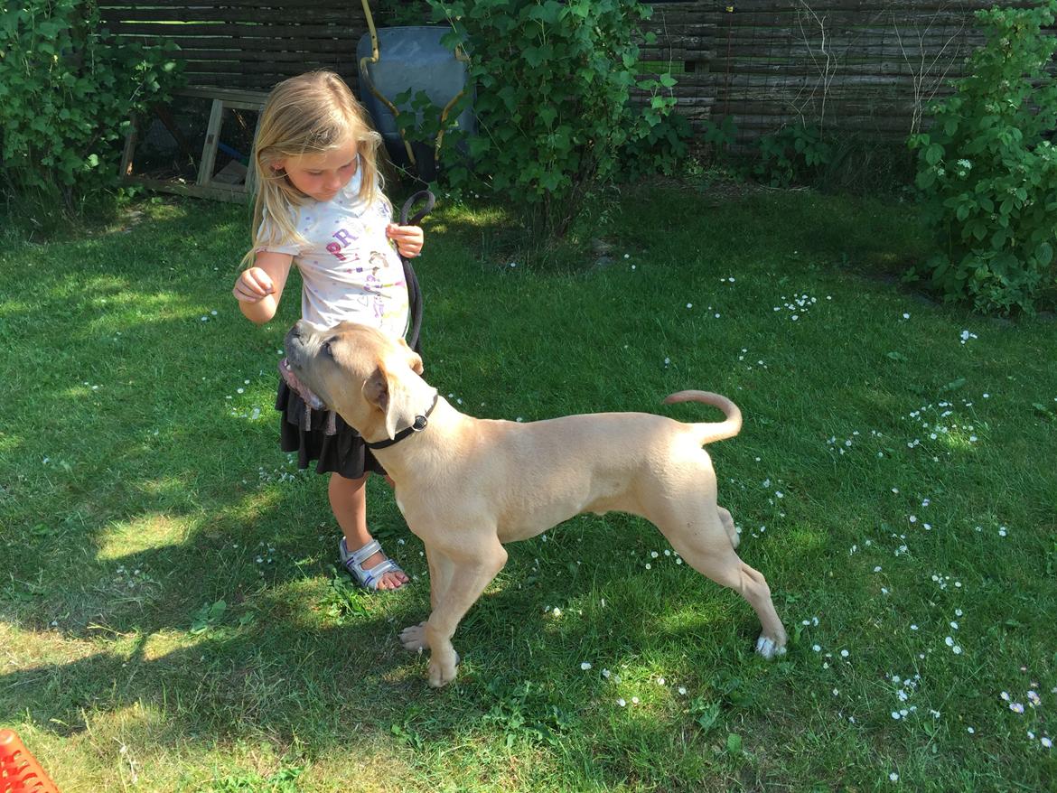 Cane corso Vigo billede 13