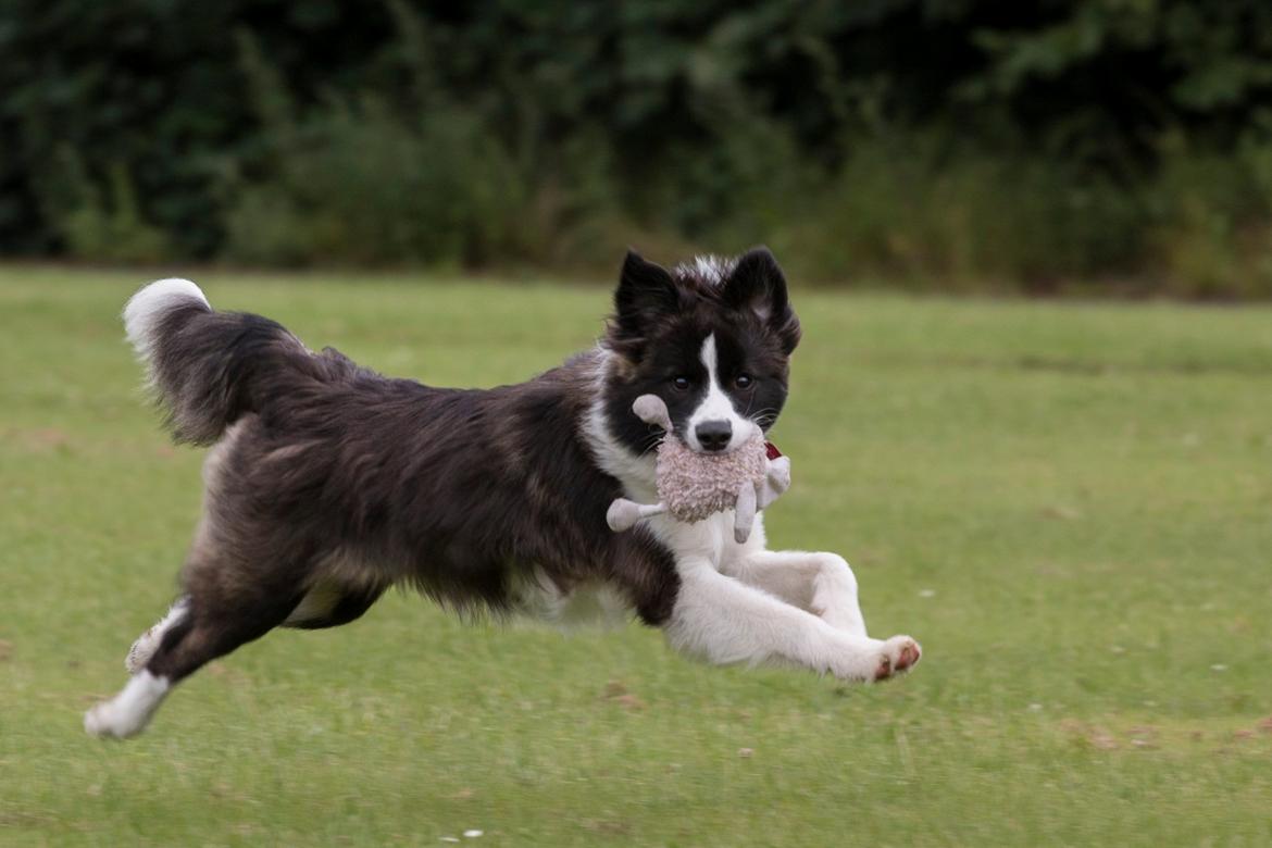 Border collie Bella - Divenzie's Arabella [Himmelhund] billede 11
