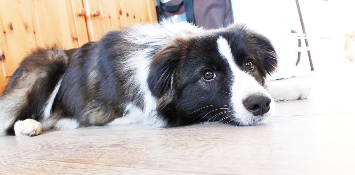 Border collie Bella - Divenzie's Arabella [Himmelhund] billede 21