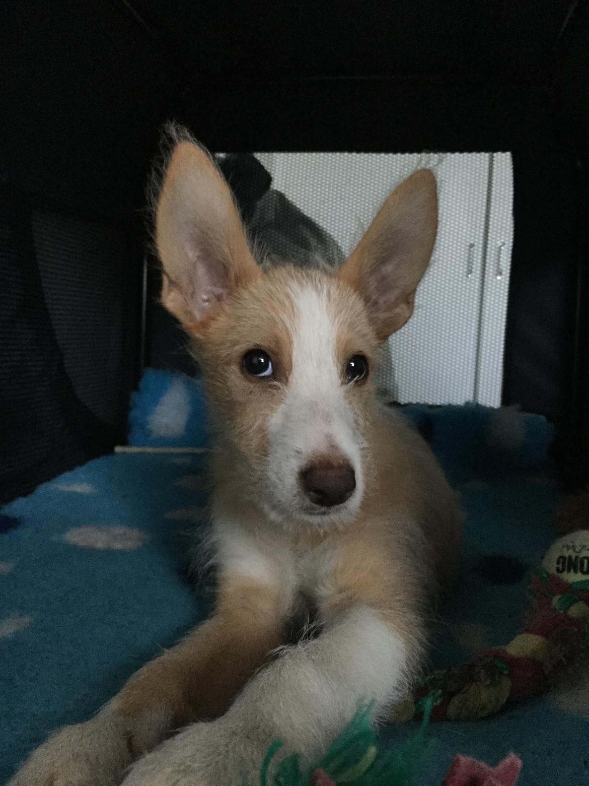 Podengo portugues medio Linus billede 12